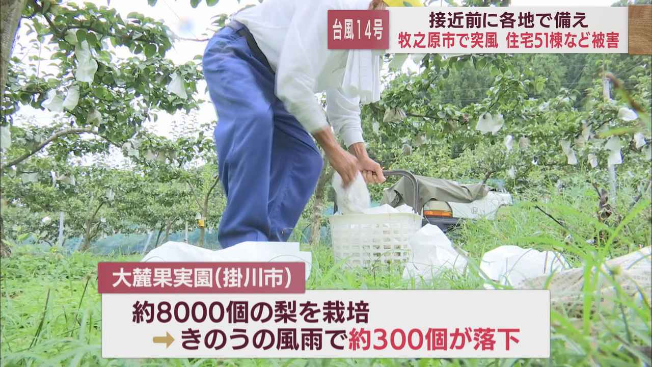 画像: 掛川市では300個のナシが落ちて