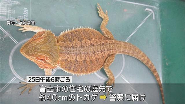 画像: 2日間でスピード解決！？　住宅の庭先で見つかった40センチのトカゲ、無事に飼い主の女性のもとに　静岡・富士市 youtu.be