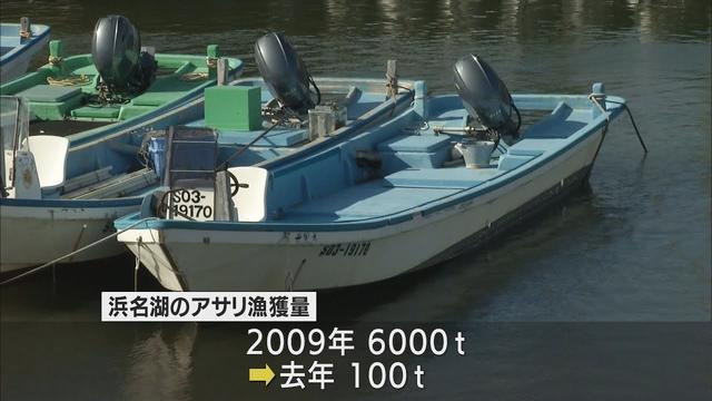 画像: 資源回復なるか　浜名湖のアサリ漁　産卵期の10月を1カ月間全面禁漁に youtu.be