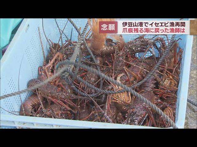 画像: 土石流災害から1年3カ月伊勢エビ漁再開するもいまだに影響が　静岡・熱海市伊豆山港 youtu.be