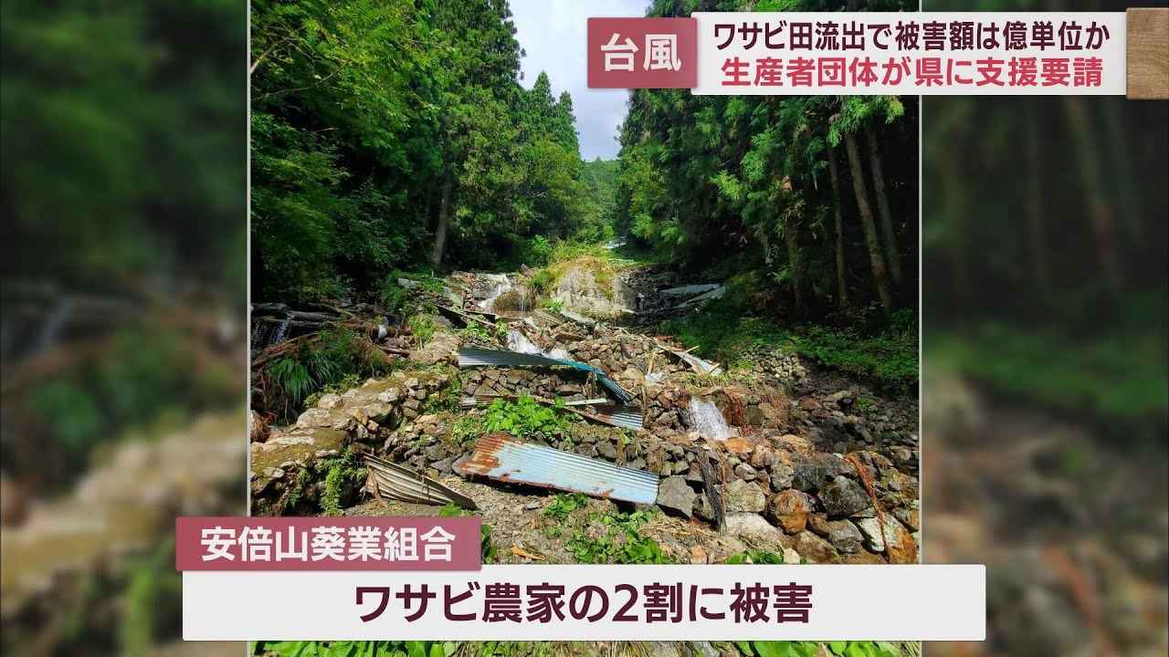 画像: 「被害額は億単位…」台風により被害を受けたワサビ農家が静岡県知事に支援要請 youtu.be