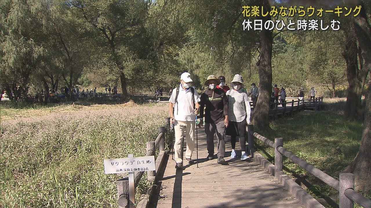 画像: 満開の花を楽しみながら遊水地でウオーキング　準絶滅危惧種の植物も　静岡市の麻機遊水地 youtu.be