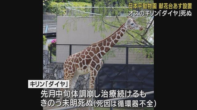 画像: 好奇心旺盛な性格で人気者…キリンの「ダイヤ」死ぬ　静岡市の日本平動物園からキリン消える youtu.be