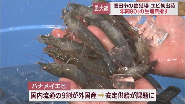 画像: 国内最大級のエビ養殖場で育てた「バナエイエビ」を初出荷　静岡・磐田市 youtu.be