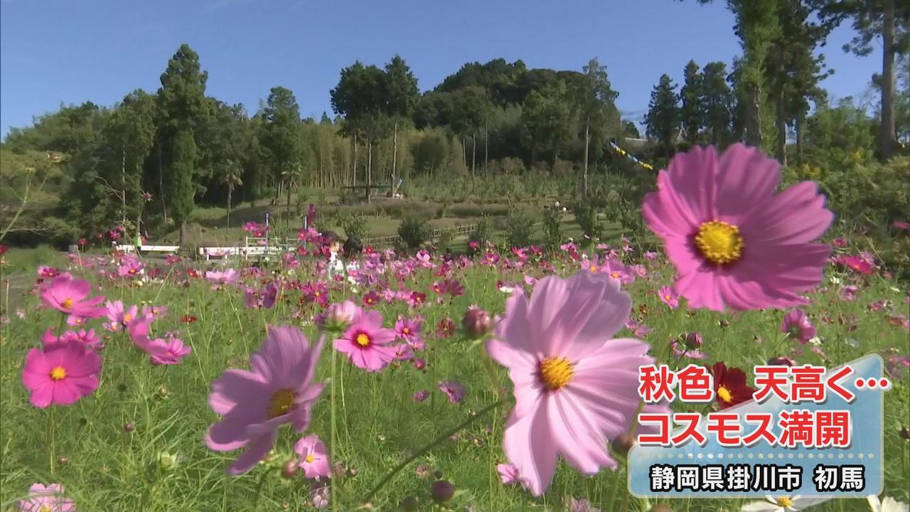 画像: 運が良ければ「アサギマダラ」との共演も　コスモスが満開　静岡・掛川市