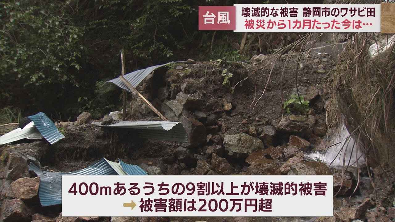 画像: 台風被害から1ヵ月ワサビ田の今　9割以上の壊滅的被害も「やれること」から少しずつ前へ youtu.be