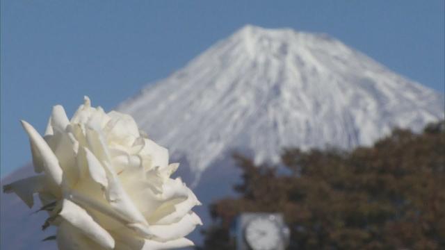 画像: 雪化粧の富士山バックに白やピンクのバラが見ごろ　静岡・富士市 youtu.be