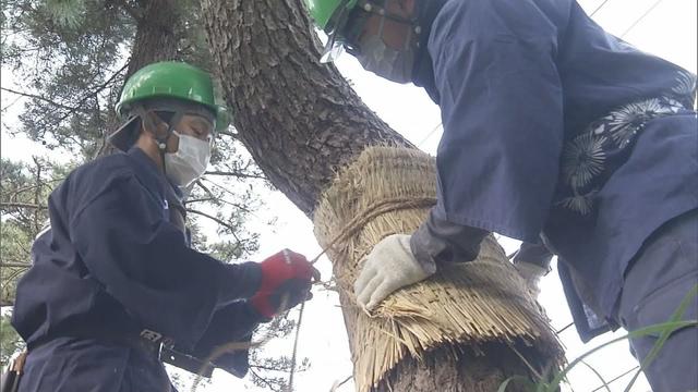 画像: 立冬　季節の風物詩・箱根松並木のコモ巻き　静岡・三島市 youtu.be