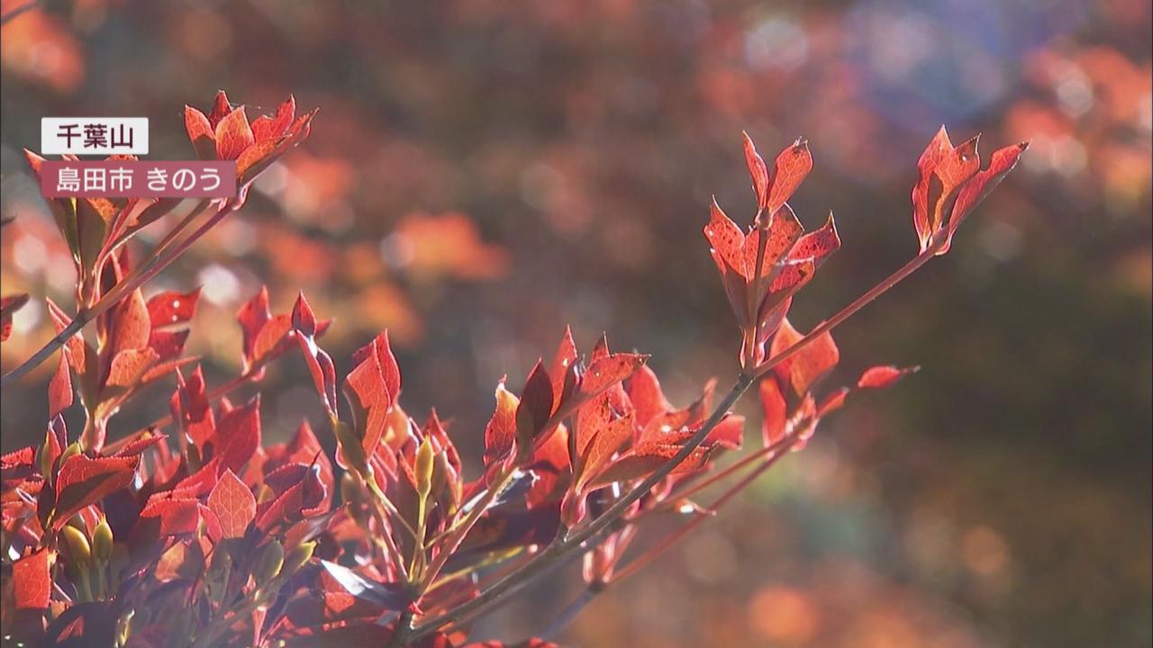 画像: 島田市「どうだん原」のドウダンツツジ紅葉進む…宿泊施設は紅葉シーズン心待ちで音楽イベントも開催