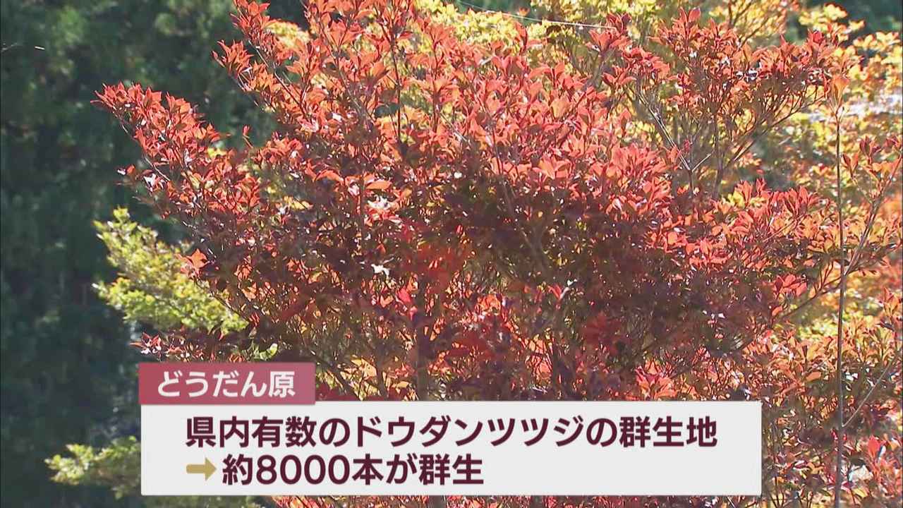 画像: 紅葉眺めハイキング楽しむ人も