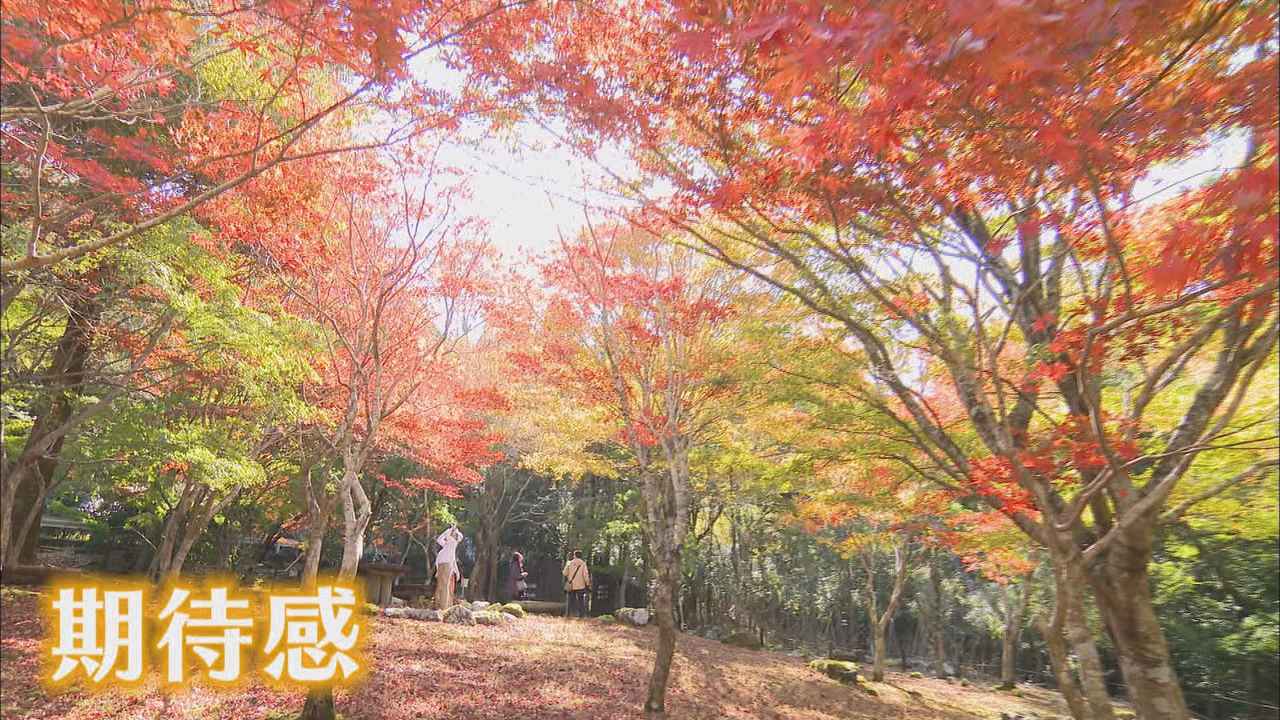 画像: 天城山では23日ごろ見ごろ迎える見込み　川のせせらぎと紅葉を楽しんではいかが？