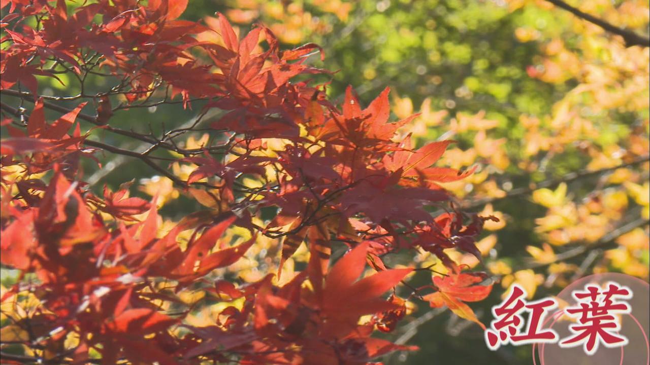 画像: 天城山の紅葉進む…カメラを持った多くの観光客が訪れ、ワンちゃんとのコラボを楽しむ人も