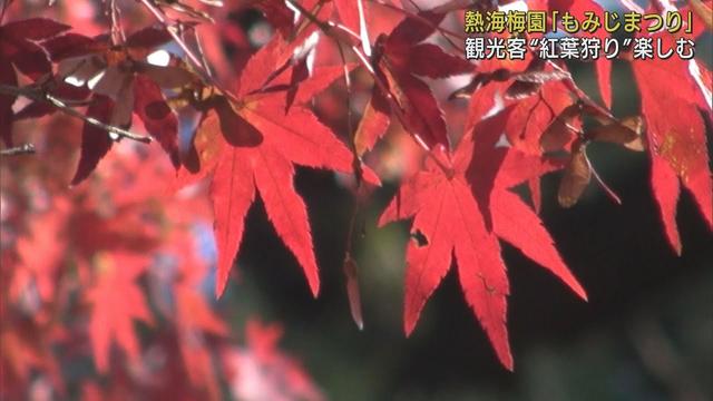 画像: 日本で最も遅いモミジを楽しむ「もみじまつり」静岡・熱海市「熱海梅園」 youtu.be