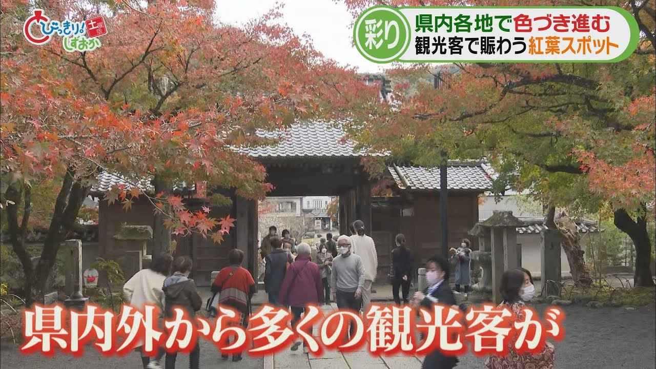 画像: 【紅葉情報②】伊豆市修善寺…紅葉スポット「修禅寺」と「竹林の小径」　紅葉を愛でたあとは「おまんじゅう」　静岡・伊豆市 youtu.be