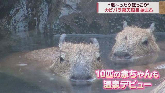 画像: 頭までざぶ～ん…カピバラ10匹の赤ちゃんがお風呂デビュー　静岡・伊東市の伊豆シャボテン動物公園 youtu.be