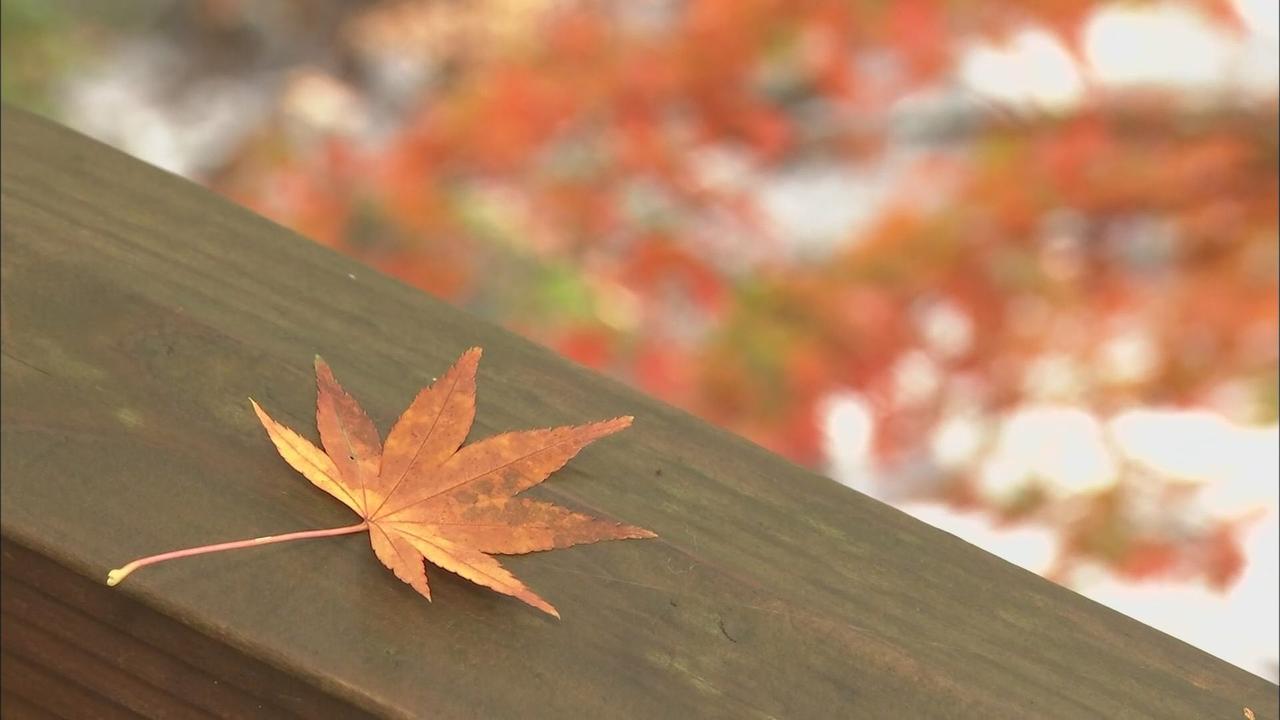 画像: 秋の色づき感じる季節　熱海梅園の紅葉の見ごろはいつ？　眺めながらあの温かいスイーツを楽しむ…