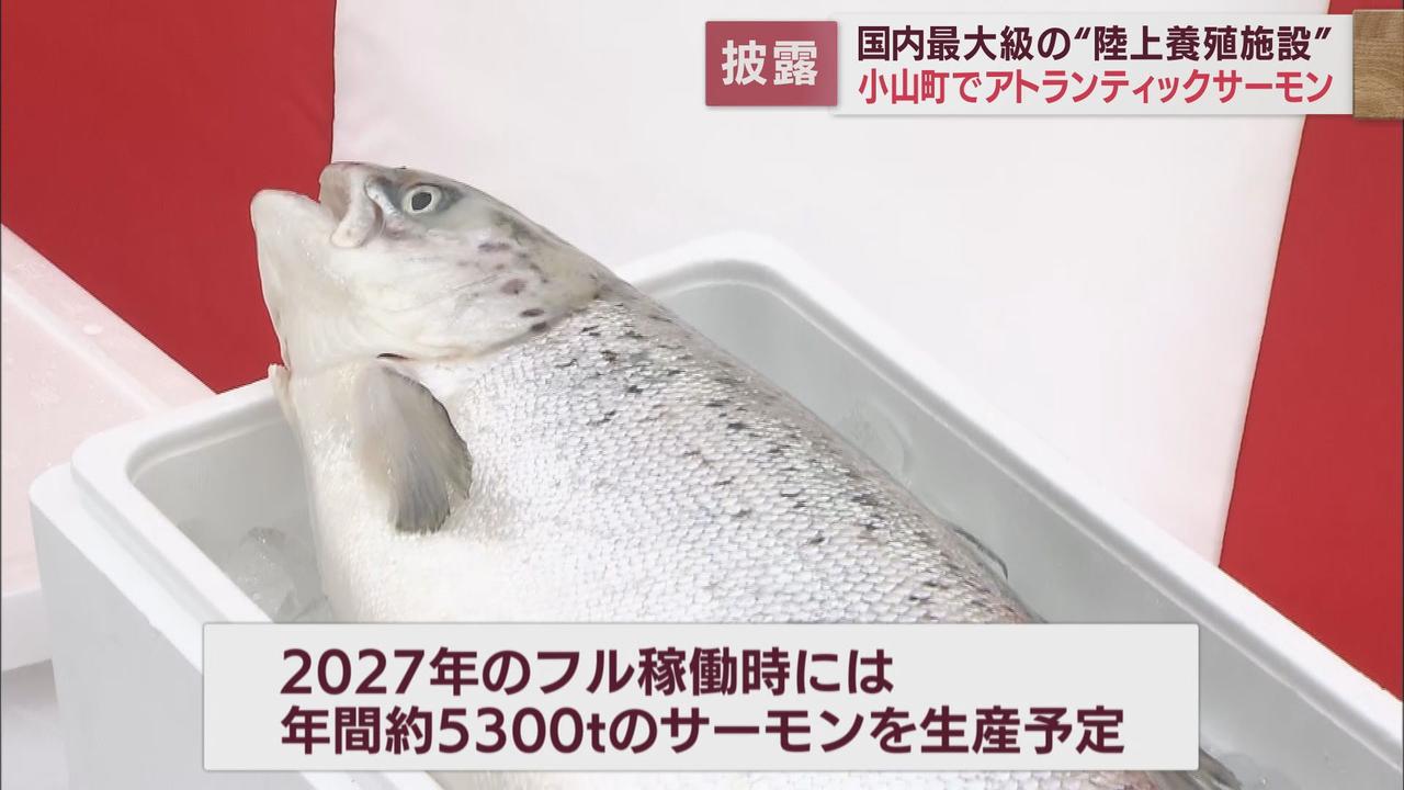 画像: 魚の養殖は今後、重要な産業に