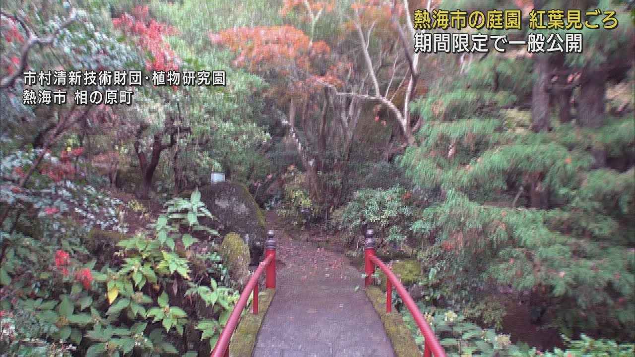 画像: 普段は研究者しか入れない庭園の紅葉が見ごろに　年2回だけの一般公開　静岡・熱海市 youtu.be