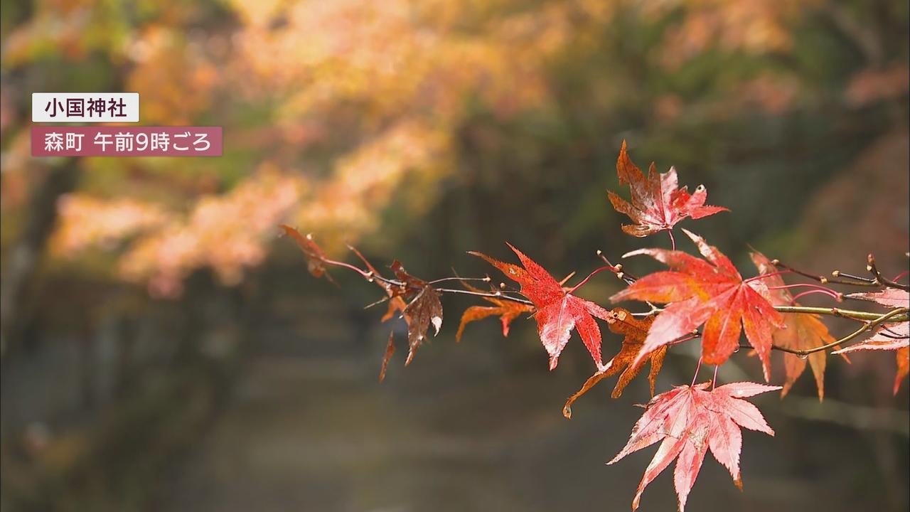 画像: 「普段の生活とは違う感覚で心癒して」雨の中の紅葉もまた一興　森町・小国神社