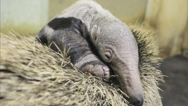 画像: 絶滅危惧種オオアリクイの赤ちゃん誕生　静岡市・日本平動物園 youtu.be