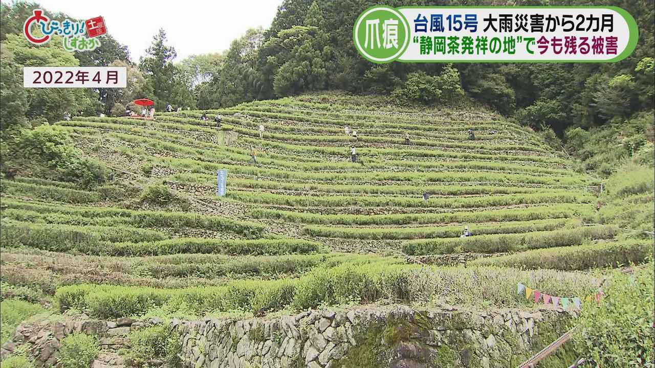 画像2: 「奥長島のだんだん茶畑」