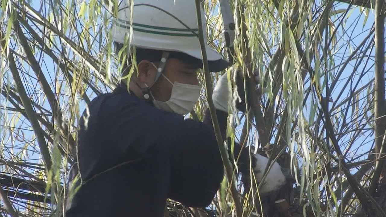 画像: 正月を迎える前に・・・師走の風物詩・柳並木の枝打ち　静岡・三島市 youtu.be