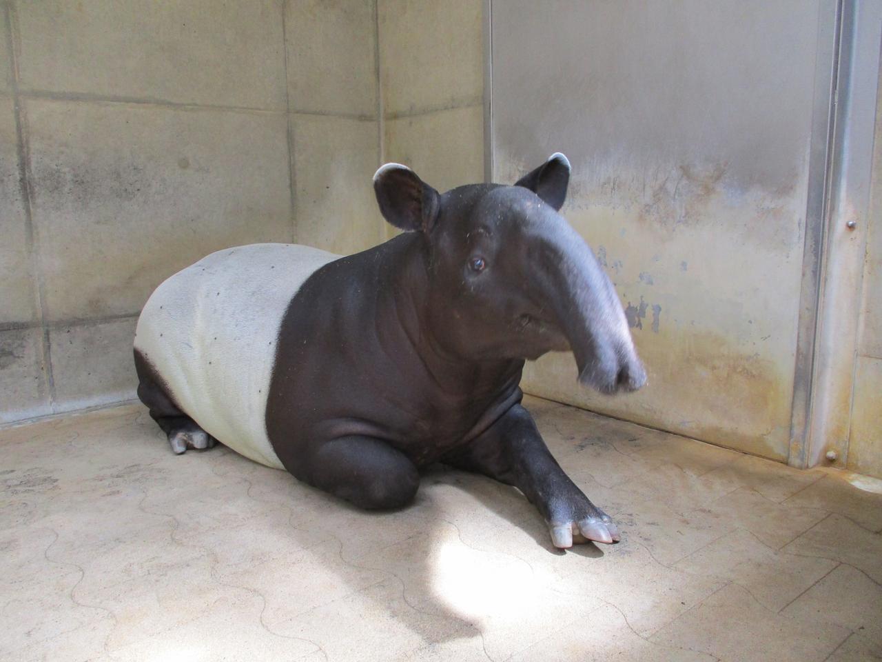 画像: 提供：静岡市立日本平動物園　マレーバク「ナナハ」（9月撮影）