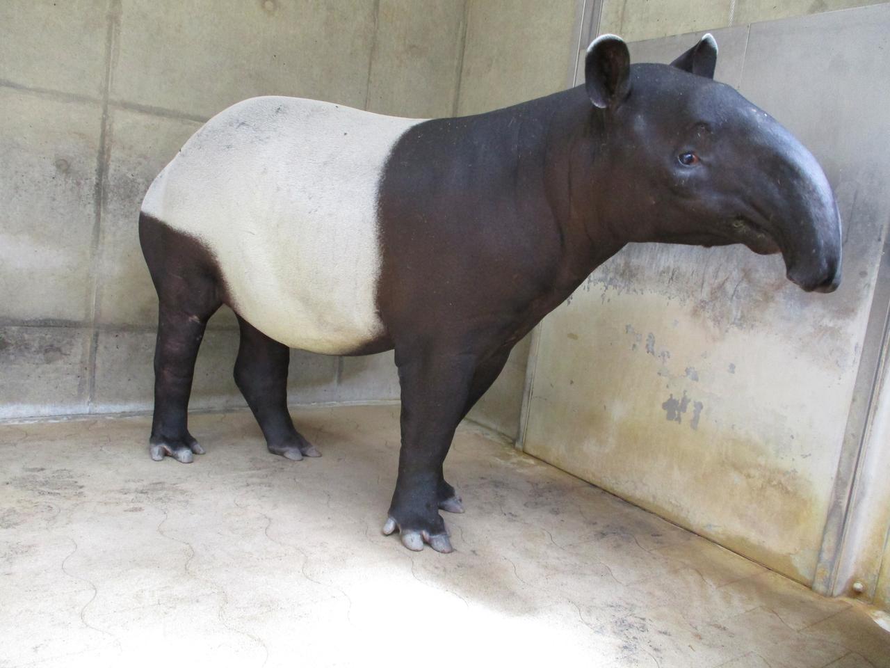 画像: 提供　静岡市立日本平動物園　　「ナナハ」（9月撮影）