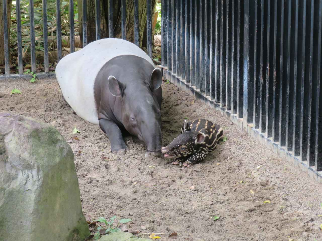 画像: 提供　静岡市立日本平動物園 「オリヒメ」と「ナナハ」（2020年7月19日）