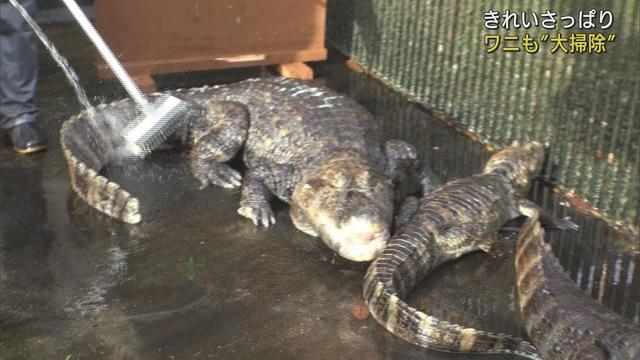 画像: 年末恒例1年の汚れをさっぱりと　ワニの大掃除　静岡・東伊豆町「熱川バナナワニ園」 youtu.be