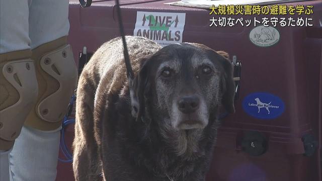 画像: 「むやみに吠えないようにしつけを」　大災害発生時にペットとの避難を学ぶ講座　静岡・富士宮市 youtu.be