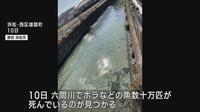 画像: 魚数十万匹の大量死は「酸欠」が原因か　水質などに異常なし　浜松市西区の六間川 youtu.be