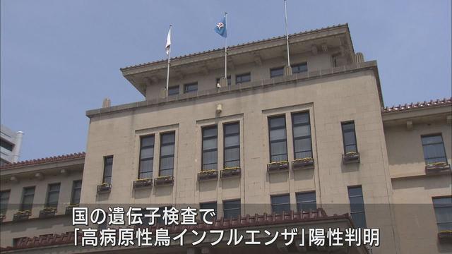 画像: 静岡県内6例目の高病原性鳥インフルエンザを確認　浜松市東区で見つかったハヤブサの死骸 youtu.be