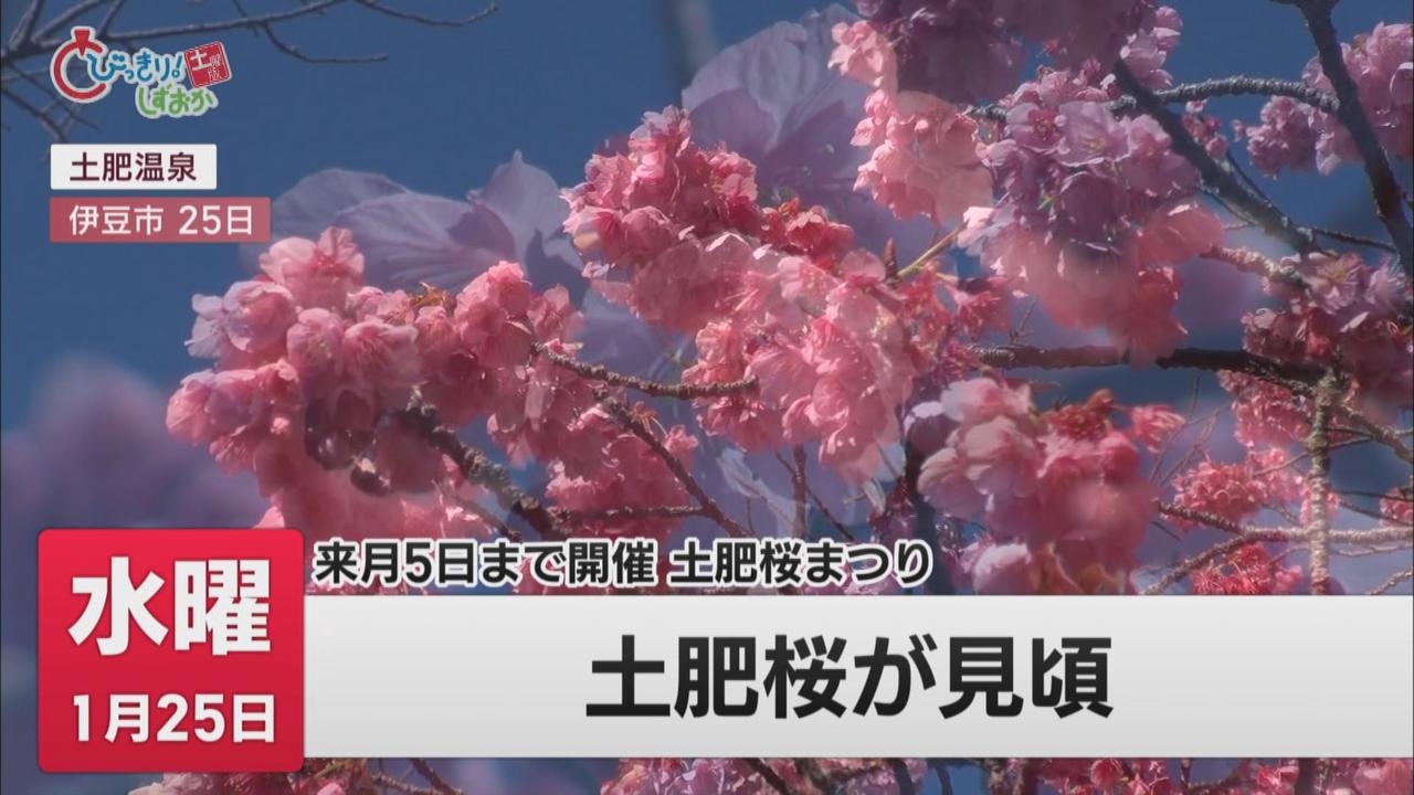 画像: 「土肥桜まつり」