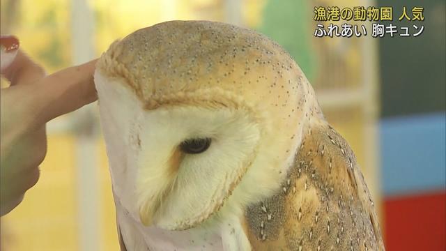 画像: 抱っこしたり、なでなでしたり…アヒルにウサギ、ミーアキャット　20種類100匹以上の動物に触れあえる動物園が人気　静岡・沼津市 youtu.be