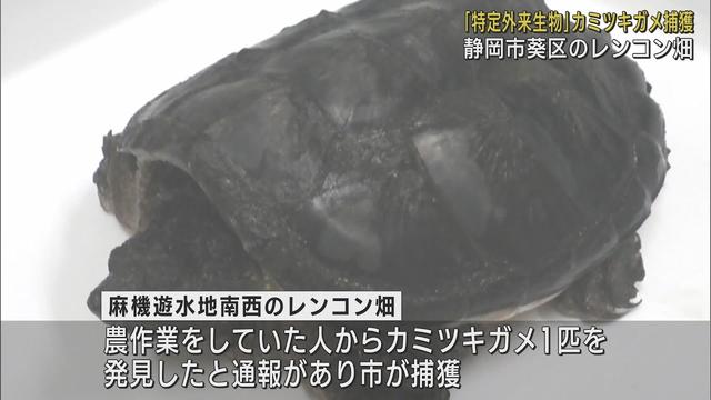 画像: 静岡市のレンコン畑に「特定外来生物」カミツキガメ　人の指をかみちぎる危険も…市が注意を呼びかけ youtu.be