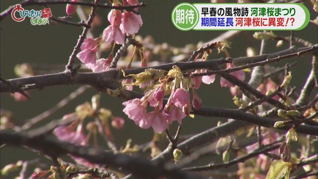 画像: 河津桜まつり…異変！？「いつ満開になるのか読みづらい」　サクラは少なくても観光客は多く…外国人も久しぶりに　静岡・河津町 youtu.be