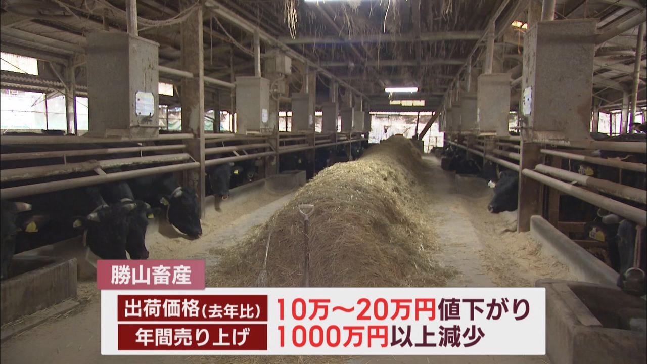 画像: 物価高騰で牛肉が需要減　肉牛の価格も下落