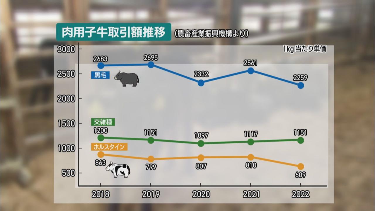 画像1: さく乳牛８０頭で餌代は月に１０００万円