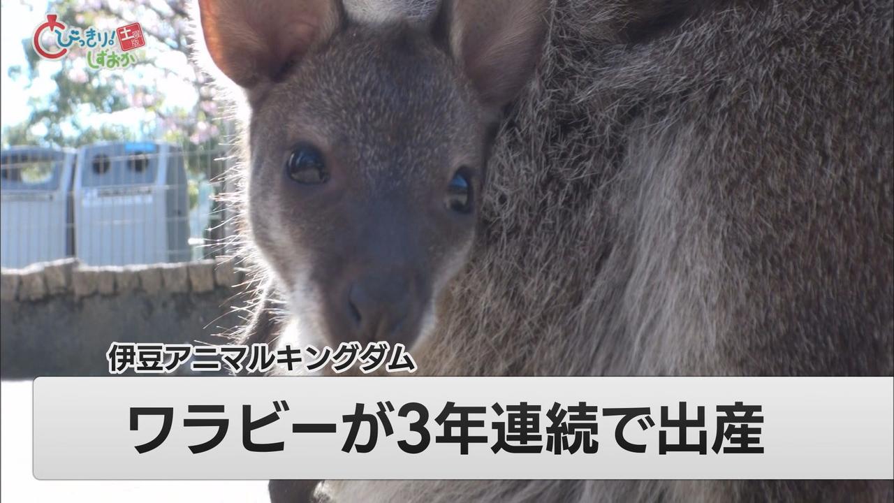 画像: 東伊豆町の伊豆アニマルキングダムでワラビーの赤ちゃん誕生