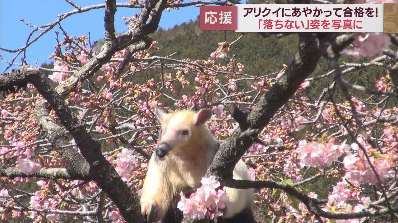 画像: 絶対「落ちない」アリクイが受験生を応援 静岡・東伊豆町　伊豆アニマルキングダム youtu.be