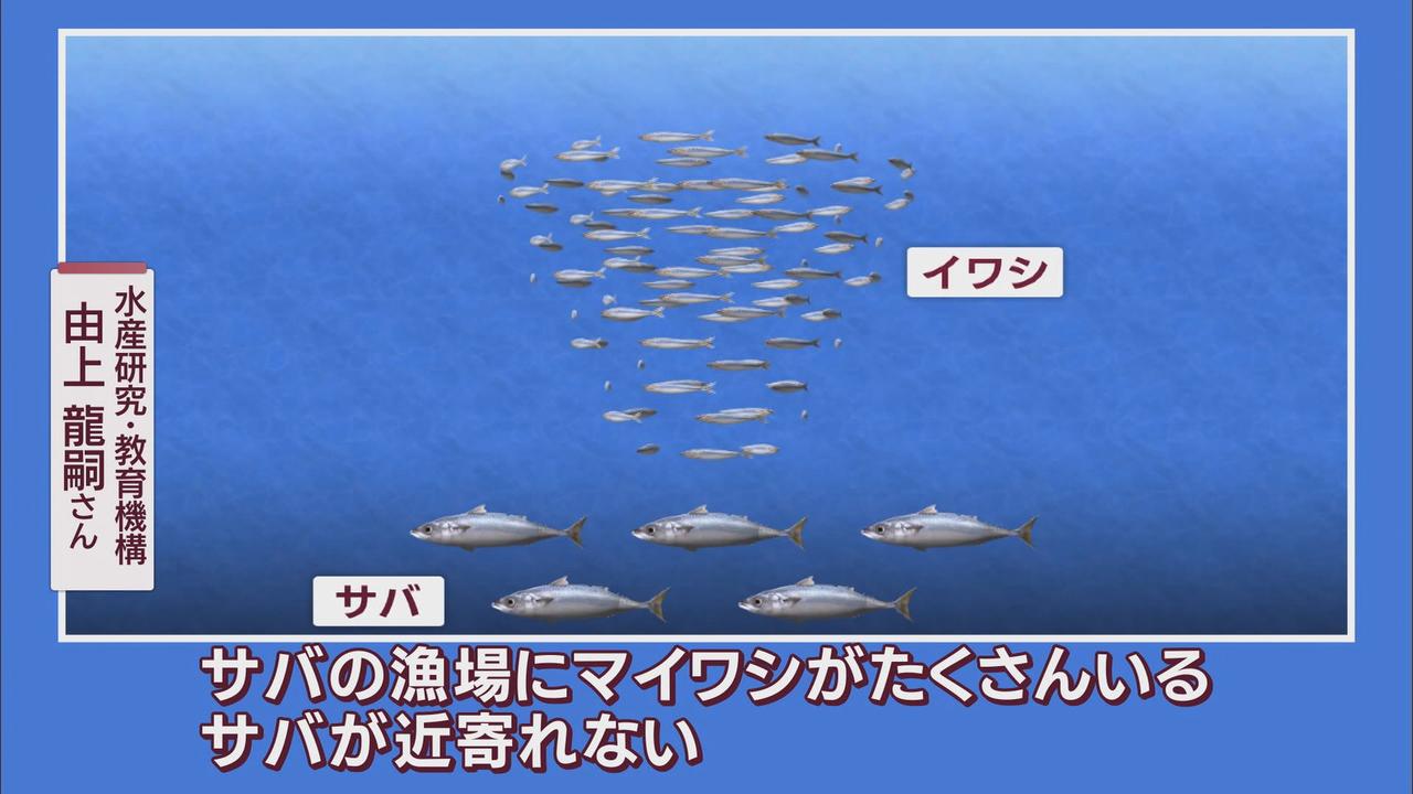 画像: 専門家「イワシが増えすぎてサバが近寄れない」