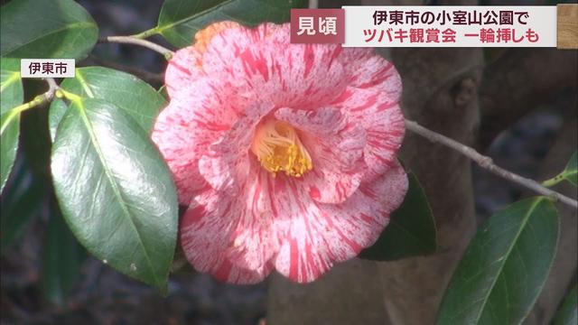 画像: 市の花はツバキ…見ごろ迎えて鑑賞会　会場には1000種4000本のツバキ　静岡・伊東市 youtu.be