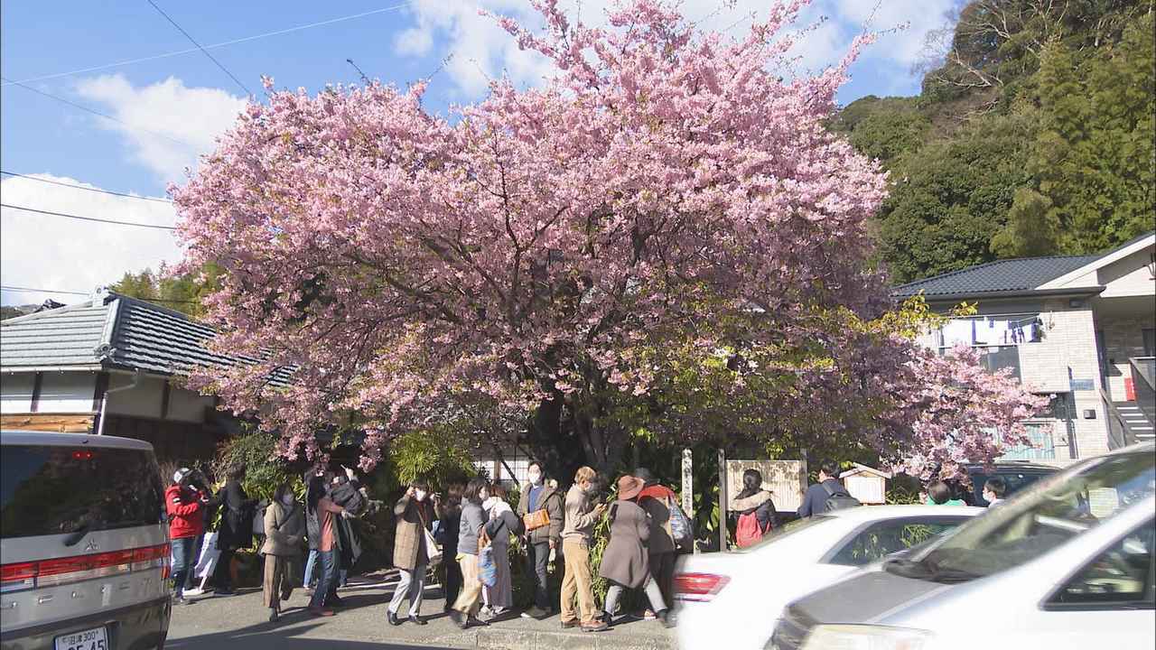 画像: 河津桜の「原木」