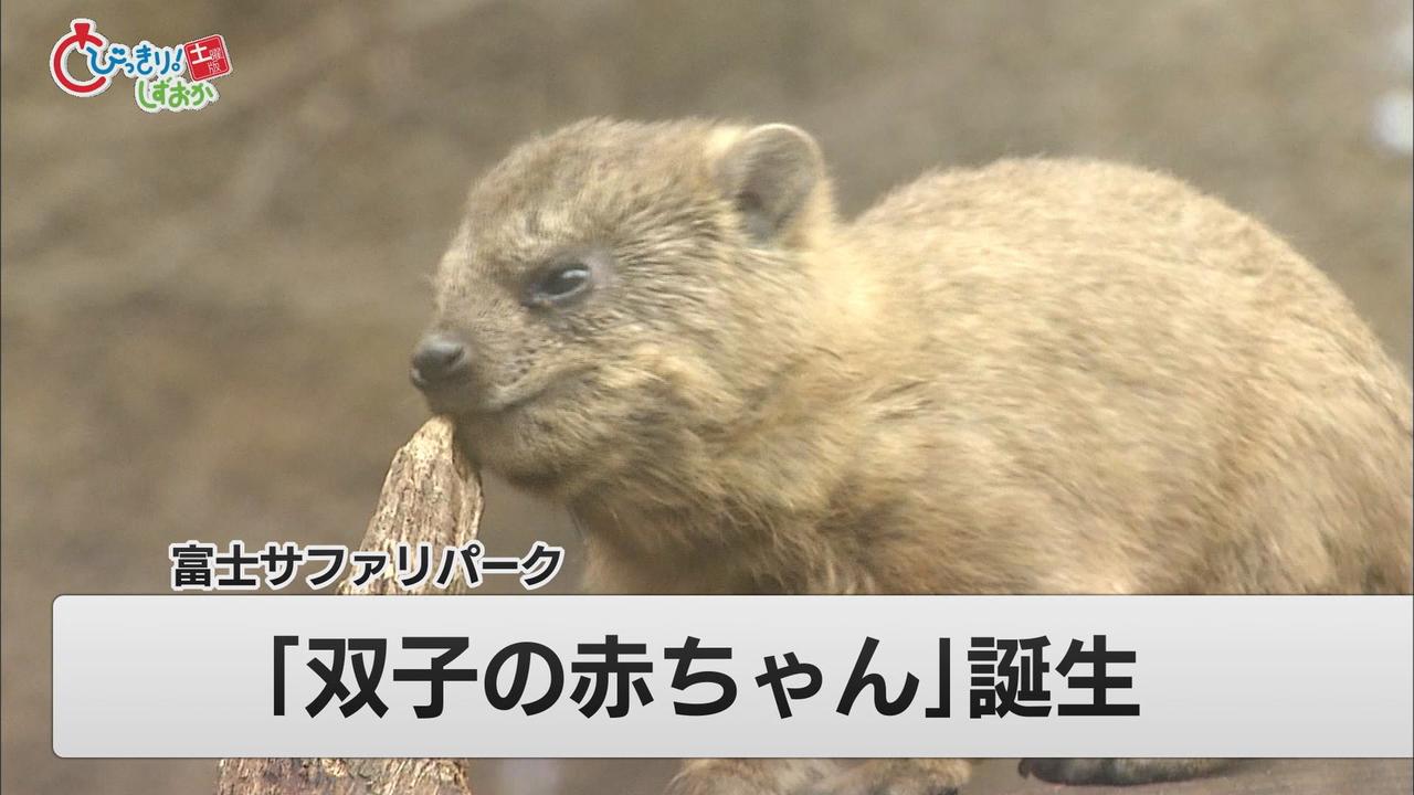 画像: 「忍者のような動き」が人気…ケープハイラックス双子の赤ちゃん　静岡・裾野市「富士サファリパーク」