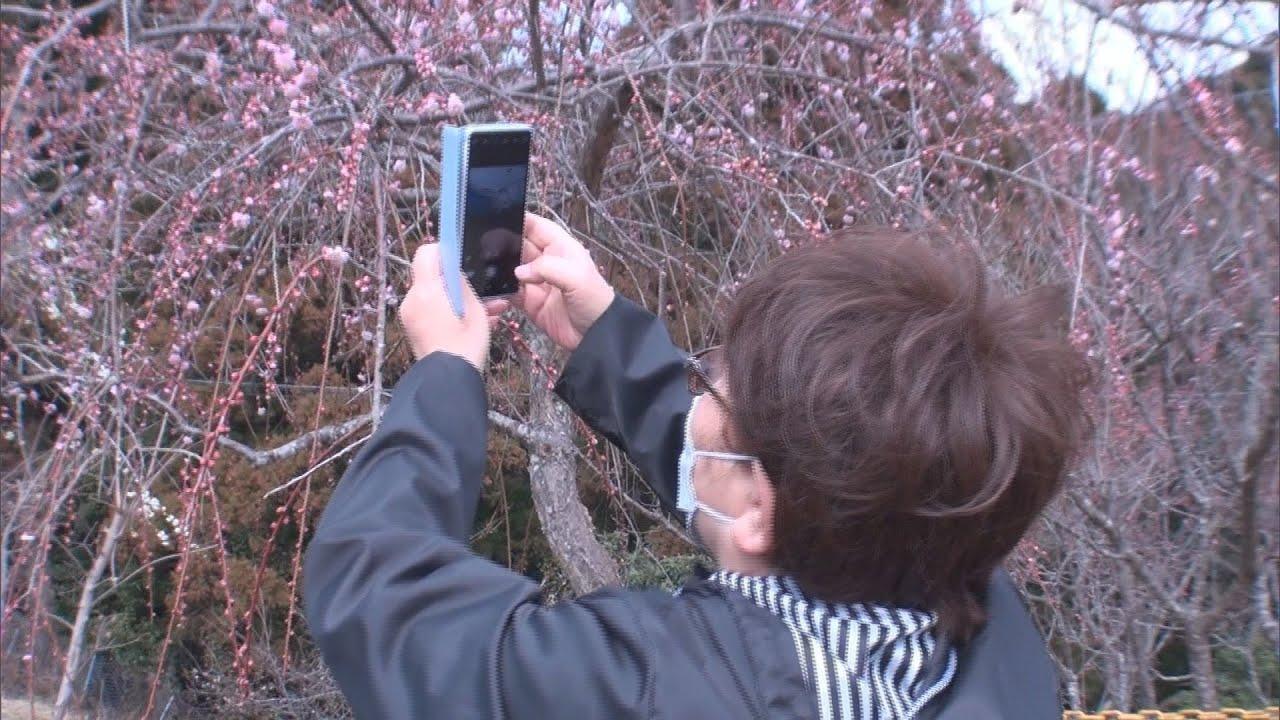 画像: 天城連山を一望しながら…南高梅や白加賀梅など1500本の梅が見頃　静岡・伊豆市の伊豆月ヶ瀬梅林で「梅まつり」 youtu.be