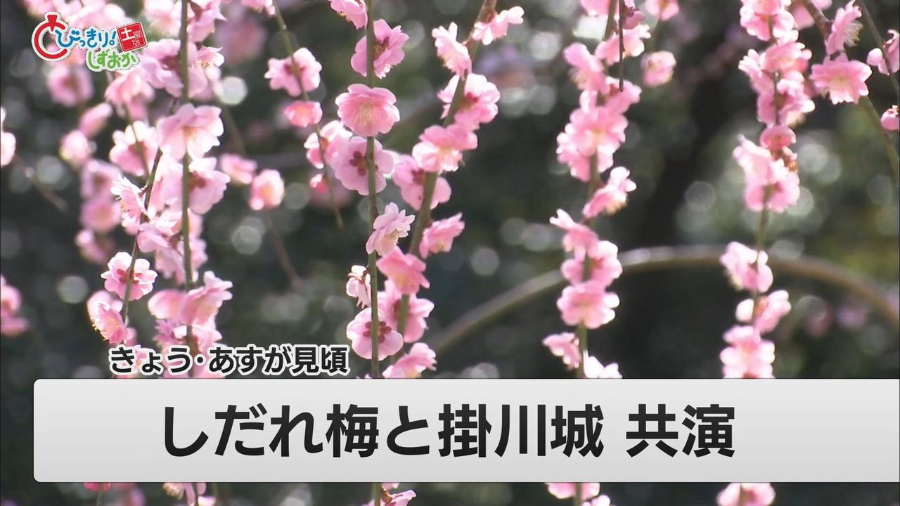 画像: 300本の「しだれ梅」が見ごろ　掛川城の天守閣と一緒に楽しめる　静岡・掛川市