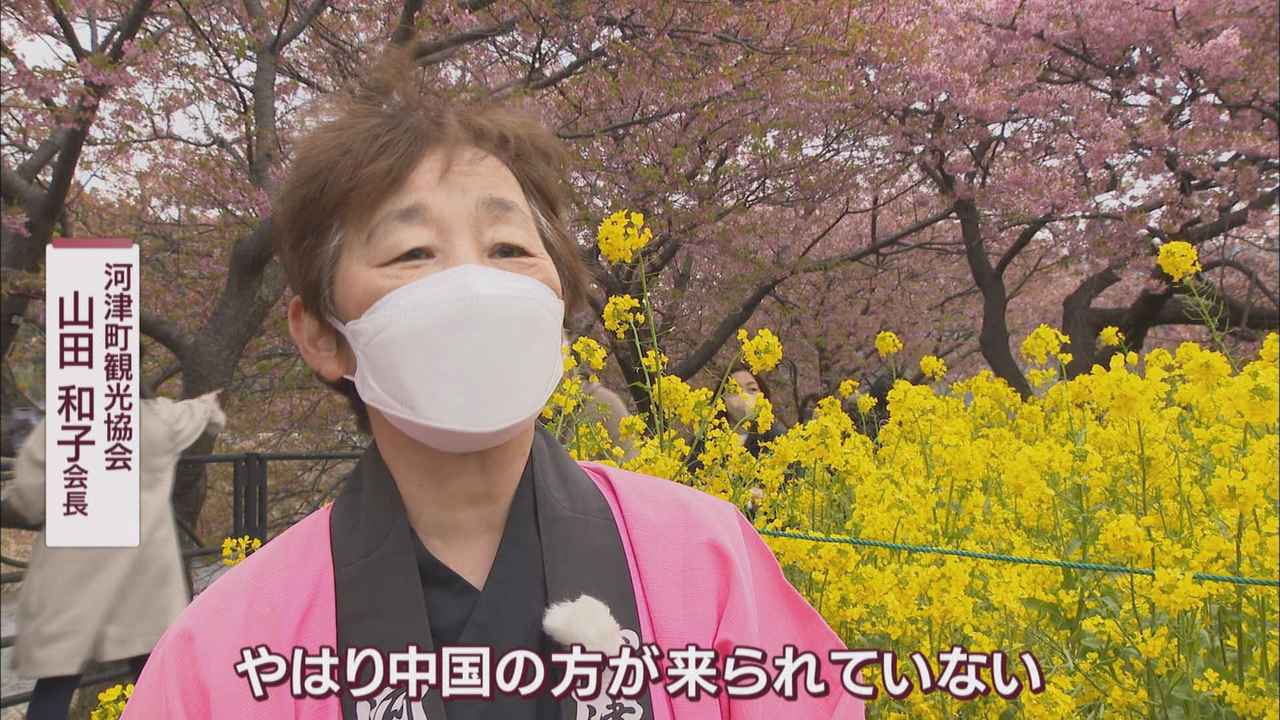 画像: 観光協会「河津桜まつりがないと経済が動かない」