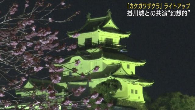 画像: 300本のカケガワザクラがライトアップ　掛川城との共演で幻想的な景色に　静岡・掛川市 youtu.be