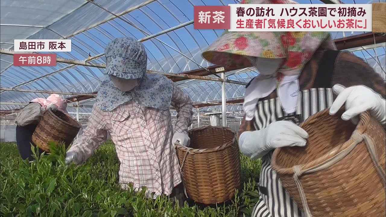 画像: ハウス茶園で新茶の初摘み「今年は今までにないほどおいしいお茶が」 youtu.be